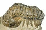 Detailed Crotalocephalina Trilobite - Atchana, Morocco #249704-3